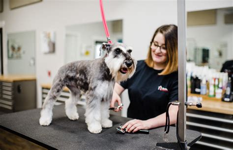 aurora best pet grooming services in fall